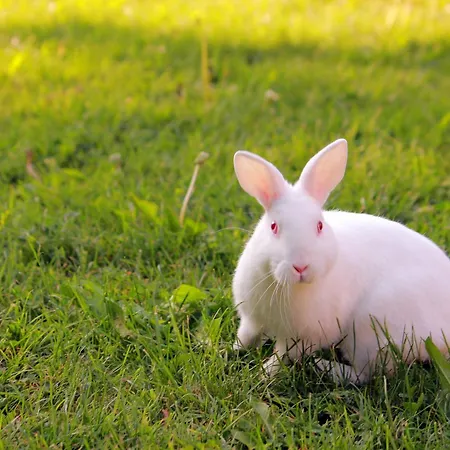 Semesterpark Perperеshka River 2*